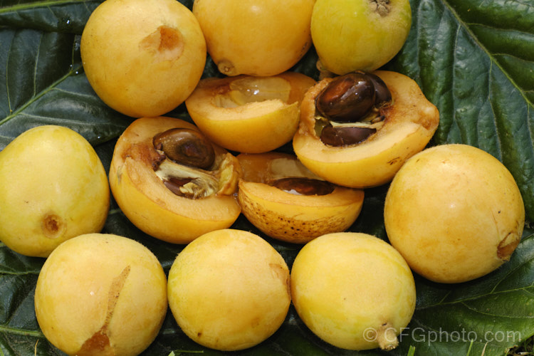 The fruit of the Loquat or Japanese Medlar (<i>Eriobotrya japonica</i>), an evergreen 7m tall tree native to Japan and China. It has large glossy, tooth-edged leaves and soft, edible fruit up to 5cm diameter that are yellow when ripe. eriobotrya-2961htm'>Eriobotrya.