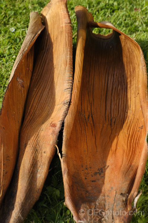 The dried leaf bases of the Bangalow. Palm or Piccabeen. Palm (<i>Archontophoenix cunninghamiana</i>), a graceful feather palm to 22m tall found in eastern Australia from Mackay to Batemans. Bay Order: Arecales, Family: Arecaceae