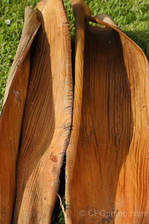 The dried leaf bases of the Bangalow. Palm or Piccabeen. Palm (<i>Archontophoenix cunninghamiana</i>), a graceful feather palm to 22m tall found in eastern Australia from Mackay to Batemans. Bay Order: Arecales, Family: Arecaceae