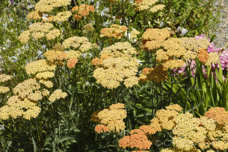 <i>Achillea millefolium</i> 'Summer Pastels', a seedling strain of Yarrow, a vigorous summer-flowering Eurasian perennial that has naturalised in many parts of the world 'Summer Pastels' produces a range of beautiful soft flower colours tones, including some interesting biscuit shades, such as this Order: Asterales, Family: Asteraceae