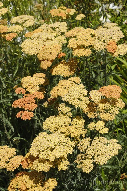 <i>Achillea millefolium</i> 'Summer Pastels', a seedling strain of Yarrow, a vigorous summer-flowering Eurasian perennial that has naturalised in many parts of the world 'Summer Pastels' produces a range of beautiful soft flower colours tones, including some interesting biscuit shades, such as this Order: Asterales, Family: Asteraceae