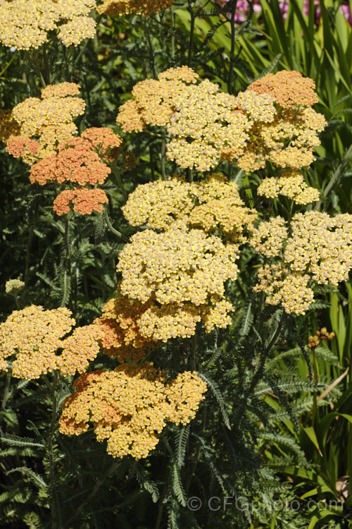 <i>Achillea millefolium</i> 'Summer Pastels', a seedling strain of Yarrow, a vigorous summer-flowering Eurasian perennial that has naturalised in many parts of the world 'Summer Pastels' produces a range of beautiful soft flower colours tones, including some interesting biscuit shades, such as this Order: Asterales, Family: Asteraceae