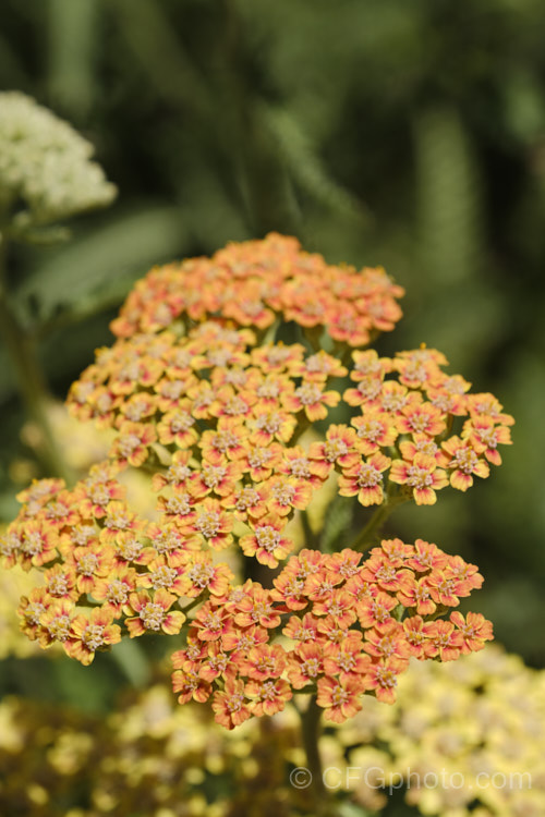 <i>Achillea millefolium</i> 'Summer Pastels', a seedling strain of Yarrow, a vigorous summer-flowering Eurasian perennial that has naturalised in many parts of the world 'Summer Pastels' produces a range of beautiful soft flower colours tones, including some interesting biscuit shades, such as this Order: Asterales, Family: Asteraceae