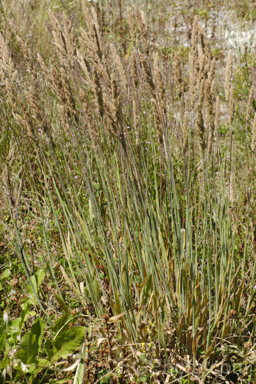 Meadow Foxtail (<i>Alopecurus pratensis</i>), a spring-flowering Eurasian perennial grass that has now become naturalised in many places. It grows to just over 1m tall and generally prefers moist, fertile areas. alopecurus-3495htm'>Alopecurus. .