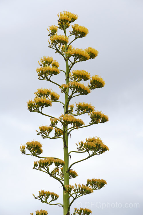 Golden-flowered Century Plant (<i>Agave chrysantha</i>), a rosette-forming succulent native to Arizona. The grey-green, spine-edged leaves are up to 75cm long and the flower stems can grow to 7m tall. The yellow flowers open from late summer. Order: Asparagales, Family: Asparagaceae