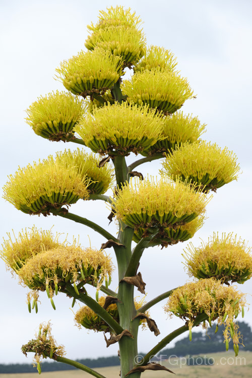 Golden-flowered Century Plant (<i>Agave chrysantha</i>), a rosette-forming succulent native to Arizona. The grey-green, spine-edged leaves are up to 75cm long and the flower stems can grow to 7m tall. The yellow flowers open from late summer. Order: Asparagales, Family: Asparagaceae