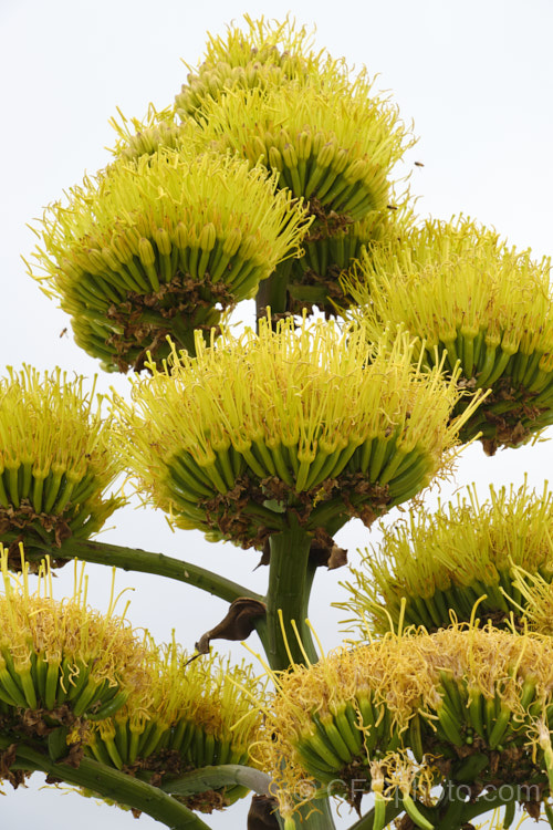 Golden-flowered Century Plant (<i>Agave chrysantha</i>), a rosette-forming succulent native to Arizona. The grey-green, spine-edged leaves are up to 75cm long and the flower stems can grow to 7m tall. The yellow flowers open from late summer. Order: Asparagales, Family: Asparagaceae