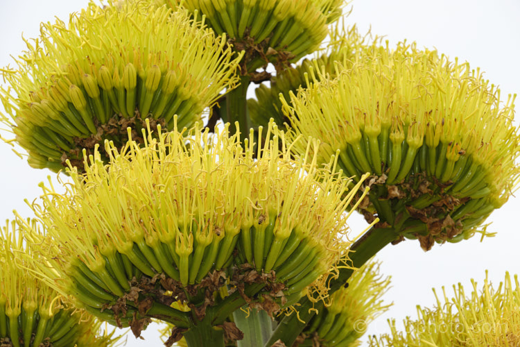 Golden-flowered Century Plant (<i>Agave chrysantha</i>), a rosette-forming succulent native to Arizona. The grey-green, spine-edged leaves are up to 75cm long and the flower stems can grow to 7m tall. The yellow flowers open from late summer. Order: Asparagales, Family: Asparagaceae