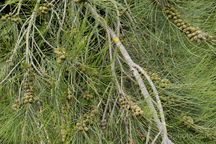 River She-oak or River Oak (<i>Casuarina cunninghamiana</i>) with flowers and maturing cones. This 20-35m tall tree is native to northern, eastern and southern Australia. Including. Tasmania, extending from the coast to around 150km inland. It is regarded as the tallest of the casuarinas. Note: this species remains in Casuarina and has not been transferred to Allocasuarina. casuarina-2774htm'>Casuarina. <a href='casuarinaceae-plant-family-photoshtml'>Casuarinaceae</a>.