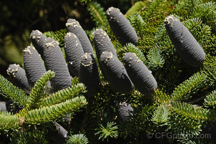 Faber's Fir (<i>Abies fabri</i>), an evergreen conifer up to 25m tall. Native to western China, this species is notable for its beautiful blue-black cones and purple winter buds. Order: Pinales, Family: Pinaceae