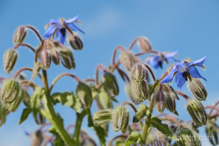 Borage (<i>Borago officinalis</i>), a quick-growing annual or short-lived perennial herb that is popular with beekeepers as a nectar source, though it is confused with Viper's Bugloss (<i>Echium vulgare</i>). Borage has medicinal uses and the leaves can be used in salads. borago-2604htm'>Borago.