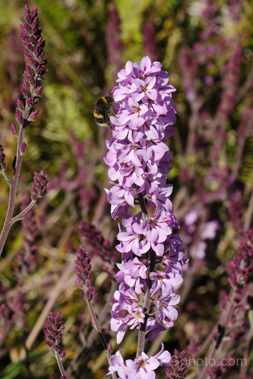 Francoa sonchifolia, a summer-flowering perennial native to Chile. It is similar to Bridal. Wreath (<i>Francoa ramosa</i>) but generally larger, with long leaves and flower stems up to 12m tall It also flowers a little later. francoa-2989htm'>Francoa. <a href='francoaceae-plant-family-photoshtml'>Francoaceae</a>.