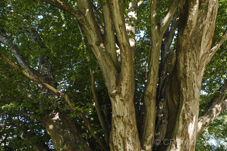 Common Hornbeam or European Hornbeam (<i>Carpinus betulus</i>), a deciduous tree up to 20m tall found through much of Eurasia. There are many cultivated forms. Order: Fagales, Family: Betulaceae