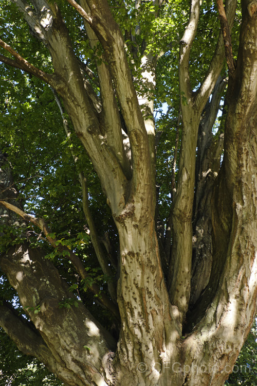 Common Hornbeam or European Hornbeam (<i>Carpinus betulus</i>), a deciduous tree up to 20m tall found through much of Eurasia. There are many cultivated forms. Order: Fagales, Family: Betulaceae