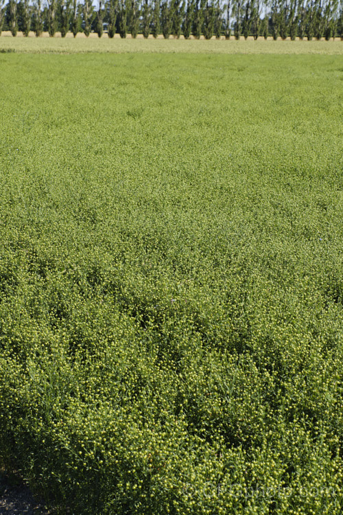 Flax (<i>Linum usitatissimum</i>) with maturing seed capsules. This annual, the fibre of which is used to produce linen, the seeds for linseed oil and use in breakfast cereal and breads, is most likely an ancient Eurasian hybrid or cultivar than a true species. Order: Malpighiales, Family: Linaceae