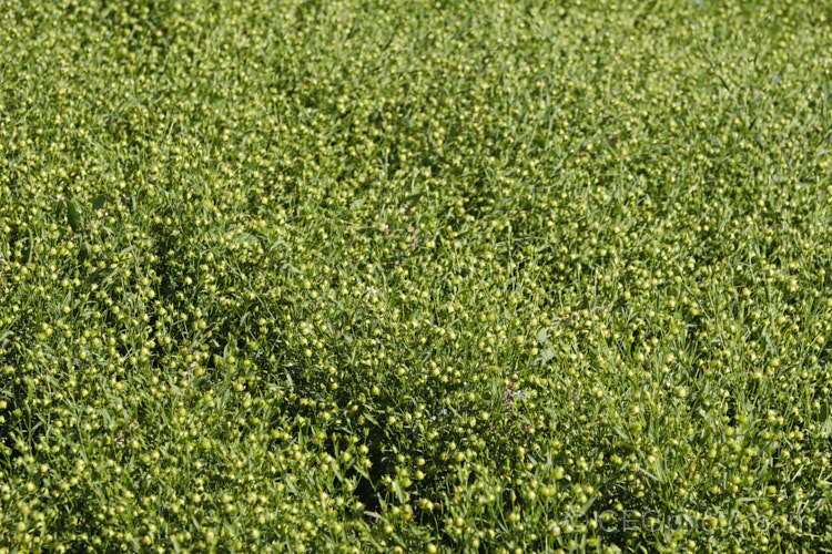 Flax (<i>Linum usitatissimum</i>) with maturing seed capsules. This annual, the fibre of which is used to produce linen, the seeds for linseed oil and use in breakfast cereal and breads, is most likely an ancient Eurasian hybrid or cultivar than a true species. Order: Malpighiales, Family: Linaceae