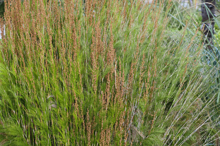 Plume Rush or Australian Reed (<i>Baloskion tetraphyllum</i>), a clumping, 50-160cm tall, rhizomatous perennial native to coastal eastern Australia, where it is found in swampy areas and along river banks from central Queensland to Tasmania. baloskion-2592htm'>Baloskion.