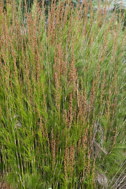 Plume Rush or Australian Reed (<i>Baloskion tetraphyllum</i>), a clumping, 50-160cm tall, rhizomatous perennial native to coastal eastern Australia, where it is found in swampy areas and along river banks from central Queensland to Tasmania. baloskion-2592htm'>Baloskion.