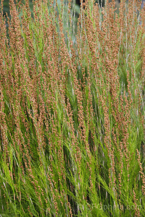 Plume Rush or Australian Reed (<i>Baloskion tetraphyllum</i>), a clumping, 50-160cm tall, rhizomatous perennial native to coastal eastern Australia, where it is found in swampy areas and along river banks from central Queensland to Tasmania. baloskion-2592htm'>Baloskion.