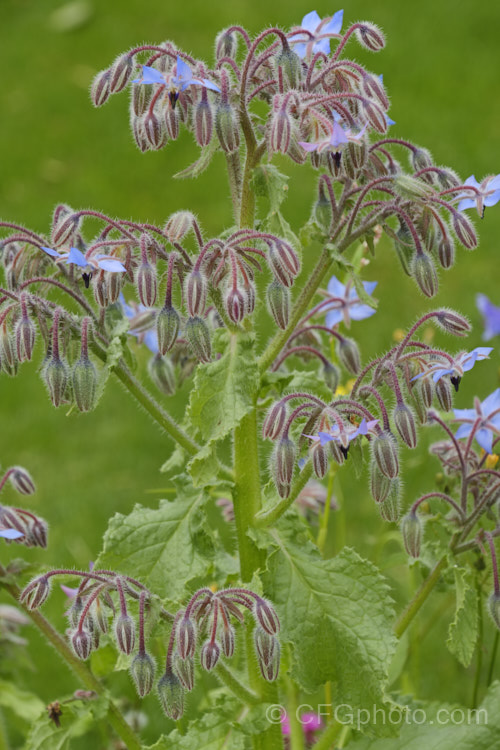 Borage (<i>Borago officinalis</i>), a quick-growing annual or short-lived perennial herb that is popular with beekeepers as a nectar source, though it is confused with Viper's Bugloss (<i>Echium vulgare</i>). Borage has medicinal uses and the leaves can be used in salads. borago-2604htm'>Borago.