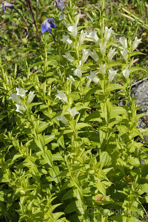 White-flowered Willow. Gentian (<i>Gentiana asclepiadea 'Alba'), a cultivar of a normally blue-flowered late summer- to autumn-flowering perennial that has arching stems and forms a clump up to 60cm high. Found from Europe to Iran at up to 2000m. gentiana-2191htm'>Gentiana. <a href='gentianaceae-plant-family-photoshtml'>Gentianaceae</a>.