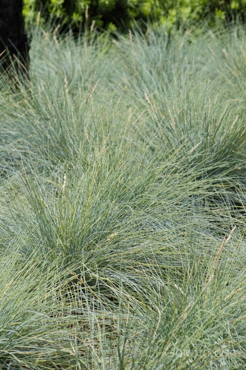 Festuca glauca photo at Pictures of Plants stock image library