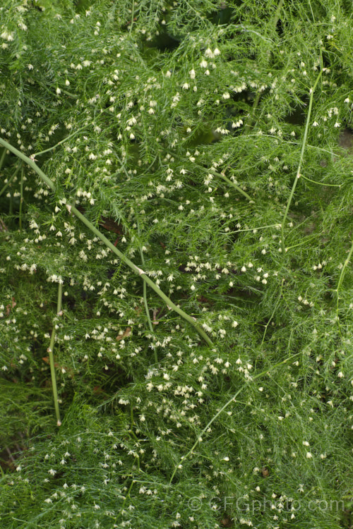 Climbing Asparagus. Fern (<i>Asparagus setaceus [syns. Asparagus plumosus, Protoasparagus plumosus]) with flowers. This sprawling, scrambling, evergreen, rhizome-rooted perennial is native to southern and eastern Africa. The young stems twine somewhat and also have small, sharp, recurved thorns that aid climbing. It is often cultivated as a house plant but has become an invasive weed in some areas. asparagus-2372htm'>Asparagus.