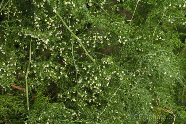 Climbing Asparagus. Fern (<i>Asparagus setaceus [syns. Asparagus plumosus, Protoasparagus plumosus]) with flowers. This sprawling, scrambling, evergreen, rhizome-rooted perennial is native to southern and eastern Africa. The young stems twine somewhat and also have small, sharp, recurved thorns that aid climbing. It is often cultivated as a house plant but has become an invasive weed in some areas. asparagus-2372htm'>Asparagus.