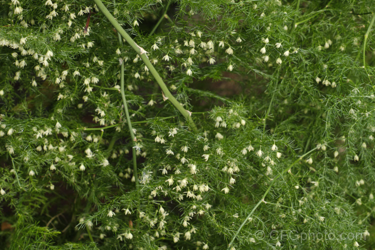 Climbing Asparagus. Fern (<i>Asparagus setaceus [syns. Asparagus plumosus, Protoasparagus plumosus]) with flowers. This sprawling, scrambling, evergreen, rhizome-rooted perennial is native to southern and eastern Africa. The young stems twine somewhat and also have small, sharp, recurved thorns that aid climbing. It is often cultivated as a house plant but has become an invasive weed in some areas. asparagus-2372htm'>Asparagus.