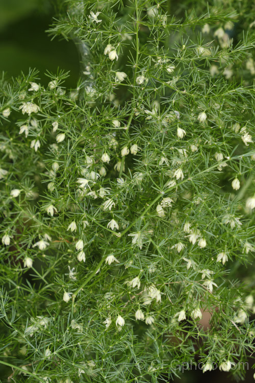 Climbing Asparagus. Fern (<i>Asparagus setaceus [syns. Asparagus plumosus, Protoasparagus plumosus]) with flowers. This sprawling, scrambling, evergreen, rhizome-rooted perennial is native to southern and eastern Africa. The young stems twine somewhat and also have small, sharp, recurved thorns that aid climbing. It is often cultivated as a house plant but has become an invasive weed in some areas. asparagus-2372htm'>Asparagus.