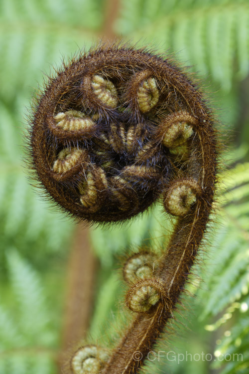 Unfurling young frond or fiddlehead of Wheki (<i>Dicksonia squarrosa</i>), probably the most common and easily grown of the New Zealand tree ferns. It grows to as much as 6m tall and is found throughout the country. dicksonia-2233htm'>Dicksonia. <a href='dicksoniaceae-plant-family-photoshtml'>Dicksoniaceae</a>.