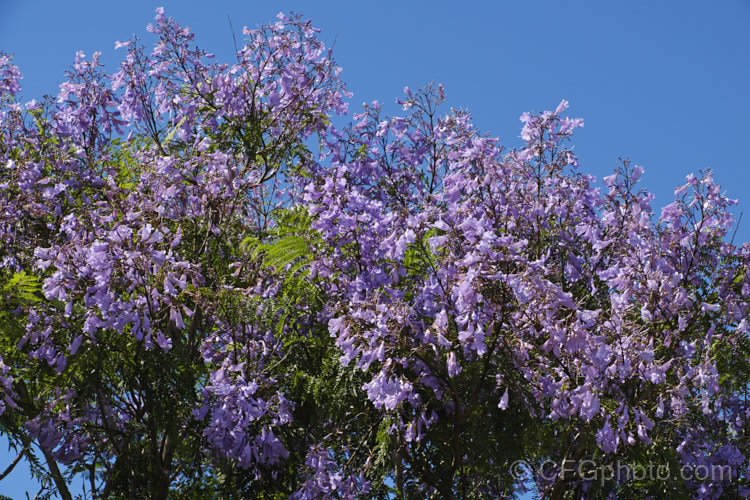 Jacaranda mimosifolia photo at Pictures of Plants stock image library