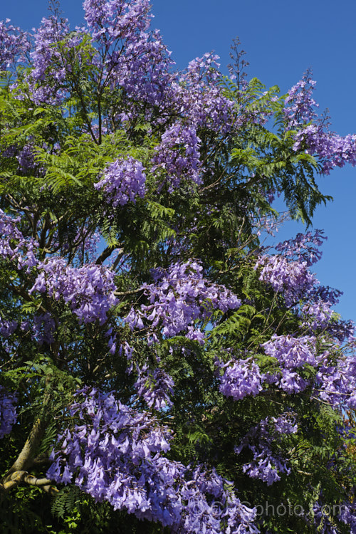 Jacaranda mimosifolia photo at Pictures of Plants stock image library