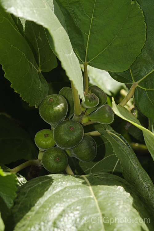 Bedu, Wild Fig or Punjab Fig (<i>Ficus palmata</i>), a deciduous, 5-9m tall tree native to the Himalayan region where it occurs at elevations of up to 1600m. It is closely related to the common edible fig (<i>Ficus carica</i>) and has similar fruits but is readily distinguished by is un-lobed deltoid leaves. Order: Rosales, Family: Moraceae