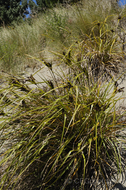 Coastal Cutty. Grass or Giant Umbrella. Sedge (<i>Cyperus ustulatus</i>), a large perennial sedge found in the North Island and northern South island of New Zealand, principally near the coast and often in boggy areas, though it also occurs on sand dunes. Typically around 75cm high, it can reach 2m tall cyperus-2847htm'>Cyperus. Order: Poales, Family: Cyperaceae