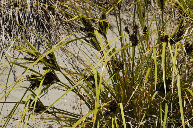 Coastal Cutty. Grass or Giant Umbrella. Sedge (<i>Cyperus ustulatus</i>), a large perennial sedge found in the North Island and northern South island of New Zealand, principally near the coast and often in boggy areas, though it also occurs on sand dunes. Typically around 75cm high, it can reach 2m tall cyperus-2847htm'>Cyperus. Order: Poales, Family: Cyperaceae