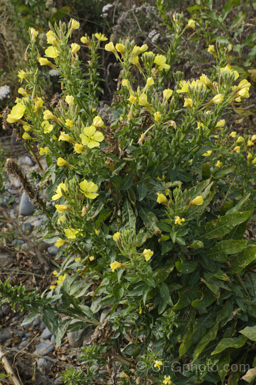 Large-flowered Evening Primrose (<i>Oenothera glazioviana</i>), a 15-2m tall summer-flowering biennial originally native to northwestern Europe but now widely naturalised through most of the temperate to subtropical zones. It prefers to grow in gravelly soils, such as riverbeds. oenothera-3186htm'>Oenothera. <a href='onagraceae-plant-family-photoshtml'>Onagraceae</a>.