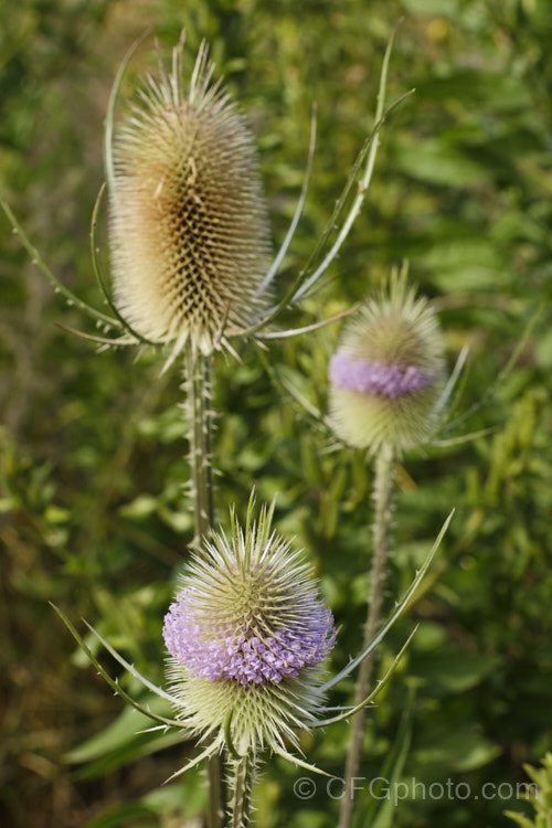 Common Teasel (<i>Dipsacus fullonum</i>), a Eurasian biennial that grows to around 2m tall. The dried flowerheads were once used as wool combs. All parts of the plant carry fierce spines. dipsacus-2873htm'>Dipsacus. <a href='caprifoliaceae-plant-family-photoshtml'>Caprifoliaceae</a>.