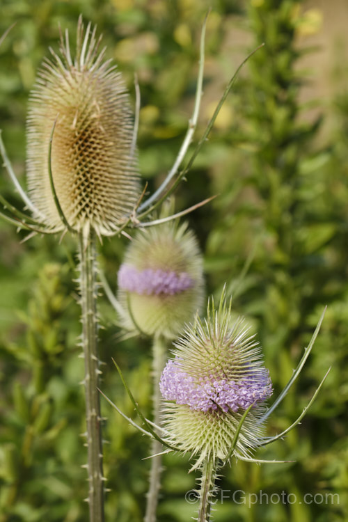 Common Teasel (<i>Dipsacus fullonum</i>), a Eurasian biennial that grows to around 2m tall. The dried flowerheads were once used as wool combs. All parts of the plant carry fierce spines. dipsacus-2873htm'>Dipsacus. <a href='caprifoliaceae-plant-family-photoshtml'>Caprifoliaceae</a>.