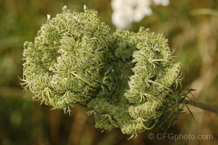 Immature flowerheads of Wild Carrot (<i>Daucus carota</i>), a Eurasian biennial that grows to around 1m tall with a large taproot. The cultivated carrot is derived from this species