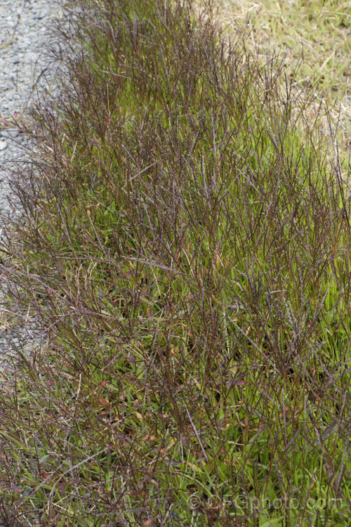 Summer Grass, Hairy Crabgrass or Purple Crabgrass (<i>Digitaria sanguinalis</i>), a summer annual grass native to the warmer parts of Eurasia but now widely naturalised in the warm temperate regions. While very occasionally cultivated for fodder and its edible seeds, its ability to spread rapidly and self-sow all too free usually sees it considered to be a weed. The purple-bronze inflorescences and seedheads, which are held well above the foliage, are distinctive. Order: Poales, Family: Poaceae.