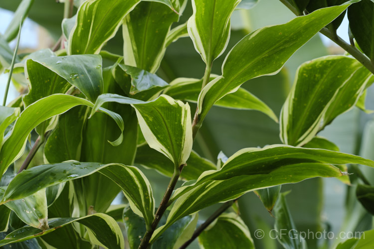 Zingiber zerumbet 'Darcyi', a variegated foliage cultivar of Bitter Ginger, Shampoo Ginger or Pinecone Ginger, a 12m tall herbaceous perennial; native to tropical and subtropical Asia as far south as northern Australia. Its aromatic roots are used in cooking and extracts form the cone-like structures from which the flower emerge are used in shampoos and massage oils. Order: Zingiberales, Family: Zingiberaceae