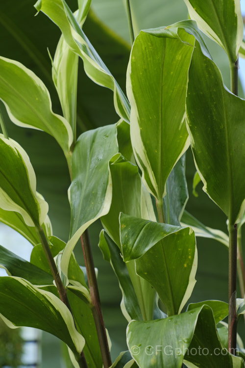 Zingiber zerumbet 'Darcyi', a variegated foliage cultivar of Bitter Ginger, Shampoo Ginger or Pinecone Ginger, a 12m tall herbaceous perennial; native to tropical and subtropical Asia as far south as northern Australia. Its aromatic roots are used in cooking and extracts form the cone-like structures from which the flower emerge are used in shampoos and massage oils. Order: Zingiberales, Family: Zingiberaceae