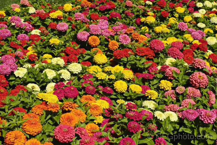 Dwarf Double-flowered Zinnia (<i>Zinnia elegans 'Distance' mix</i>), these large-flowered dwarf plants are typical of bedding zinnias, with a stocky habit, good rain-resistance and vibrant flower colours. Order: Asterales, Family: Asteraceae