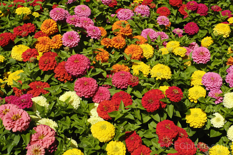 Dwarf Double-flowered Zinnia (<i>Zinnia elegans 'Distance' mix</i>), these large-flowered dwarf plants are typical of bedding zinnias, with a stocky habit, good rain-resistance and vibrant flower colours. Order: Asterales, Family: Asteraceae