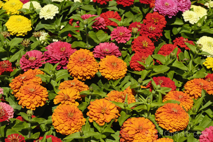 Dwarf Double-flowered Zinnia (<i>Zinnia elegans 'Distance' mix</i>), these large-flowered dwarf plants are typical of bedding zinnias, with a stocky habit, good rain-resistance and vibrant flower colours. Order: Asterales, Family: Asteraceae