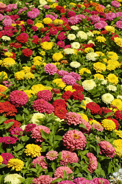 Dwarf Double-flowered Zinnia (<i>Zinnia elegans 'Distance' mix</i>), these large-flowered dwarf plants are typical of bedding zinnias, with a stocky habit, good rain-resistance and vibrant flower colours. Order: Asterales, Family: Asteraceae