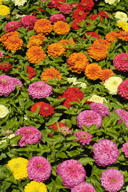 Dwarf Double-flowered Zinnia (<i>Zinnia elegans 'Distance' mix</i>), these large-flowered dwarf plants are typical of bedding zinnias, with a stocky habit, good rain-resistance and vibrant flower colours. Order: Asterales, Family: Asteraceae