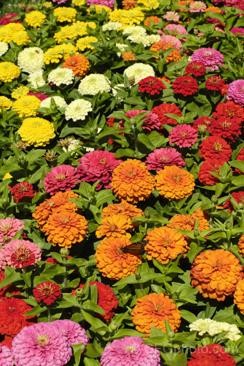 Dwarf Double-flowered Zinnia (<i>Zinnia elegans 'Distance' mix</i>), these large-flowered dwarf plants are typical of bedding zinnias, with a stocky habit, good rain-resistance and vibrant flower colours. Order: Asterales, Family: Asteraceae