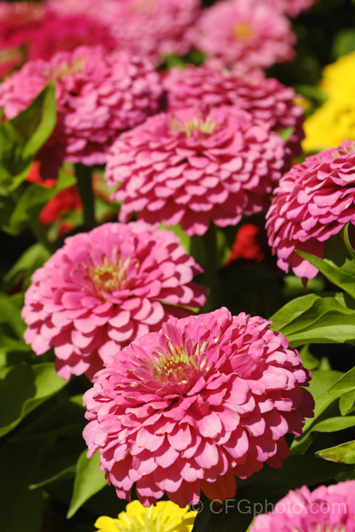 Dwarf Double-flowered Zinnia (<i>Zinnia elegans 'Distance' mix</i>), these large-flowered dwarf plants are typical of bedding zinnias, with a stocky habit, good rain-resistance and vibrant flower colours. Order: Asterales, Family: Asteraceae